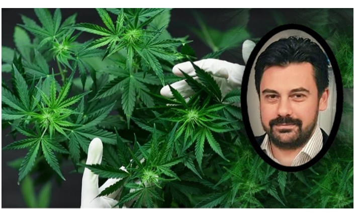 MEDİCİNAL CANNABİS; Bağışıklık Sistemini Güçlendiriyor!