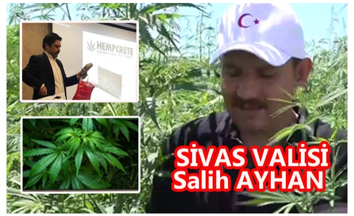 SİVAS DA KENEVİRE KAVUŞTU!