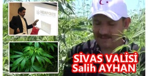 SİVAS DA KENEVİRE KAVUŞTU!